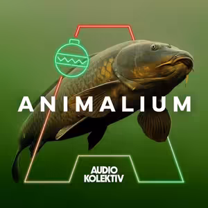 Animalium: Kapr — sváteční poutník, hrdina i vetřelec