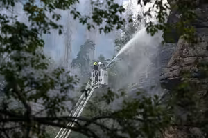 Les se po požáru obnoví sám, větší problém je klimatická krize