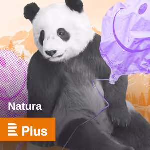 Do vlčích teritorií se zoologem Kutalem