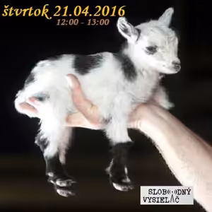 Motorové myši 69 - 2016-04-21 zvery – láska a starostlivosť