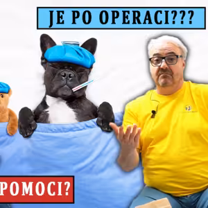#34 Jak pejskovi pomoct po operaci?
