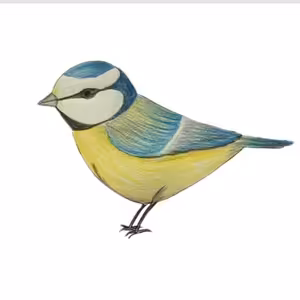 13. Zraněná sýkorka