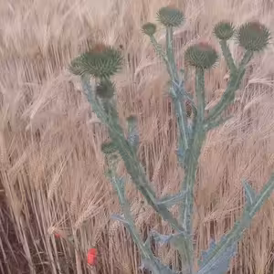 Česká odpověď na covid odporovala principům resilience