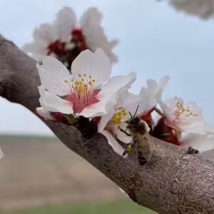 #23 Opylování, oplozování, samosprašnost a cizosprašnost ovocných druhů a odrůd