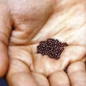 Bůh ti důvěřuje! (27. mezidobí Chodov)