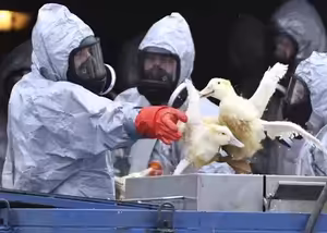 Prvotní odhad na likvidaci celého chovu je týden, říká mluvčí plzeňských hasičů Poncar