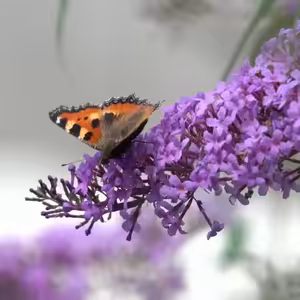 Vlákna Stvoření – živé vysílání