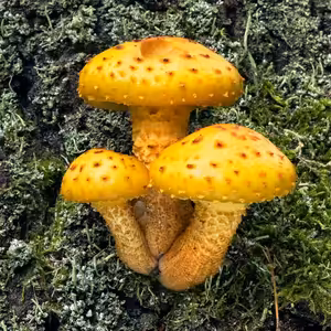 Jihočeské muzeum zve na výstavu hub