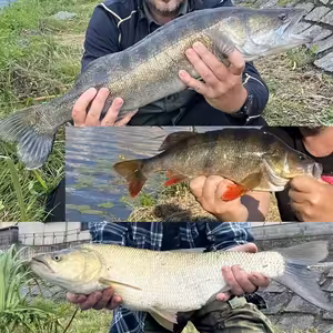 Orlík, pruhovaní páni z Labe 25. díl