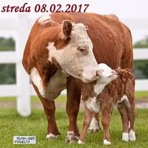 Farmári 07 - 2017-02-08 život farmárky Mišky Rosovej