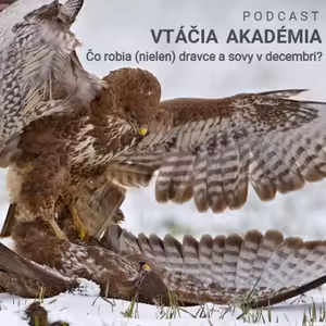 Čo robia (nielen) dravce a sovy v decembri?