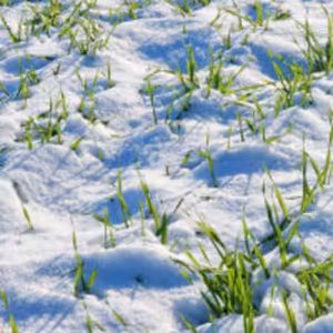 12.2.2023 Nedeľa po Deviatniku (Iz 55,6-12) kázeň Poprad