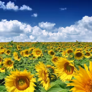 Dopoludnie na InfoVojne s Adrianom 11.8.2025