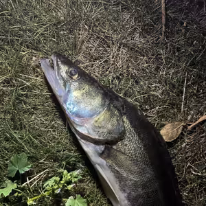 Lov candáta 13. díl