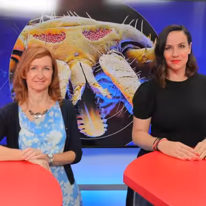 S klíšťaty a encefalitidou nás čeká extrémní rok, tvrdí lékařka. A přidala varování