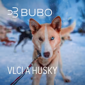 Vlci a husky: sloboda, sila a život na severe