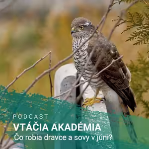 Čo robia dravce a sovy v júni?