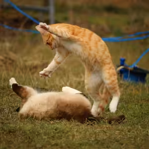 Bojovat, ale neútočit