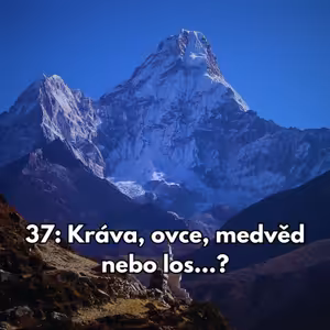 37: Kráva, ovce, medvěd nebo los...?