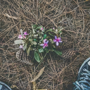 Ako rastú dospelí?