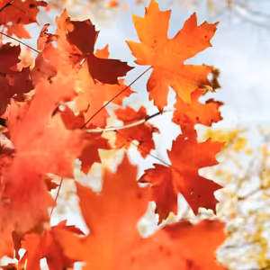 #68: Jaký bude podzim na finančních trzích?