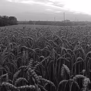 Robert Krumphanzl: Pole u Štěrbohol