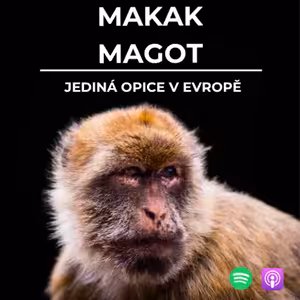 83: Jediná evropská opice | Makak magot