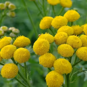 Blue tansy
