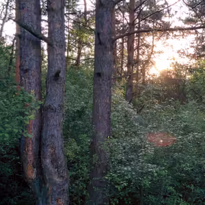 Les pod hradiskom v Žiline