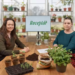 Úroda okurek může selhat i vám: existuje ale odrůda, která to obejde bez práce navíc