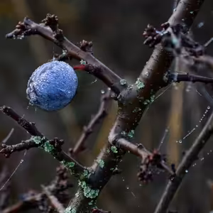 10.12 Otvorené srdce