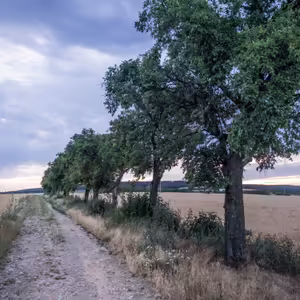 #02: Extenzivní ovocnářství