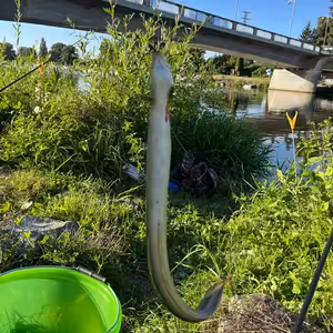 Úhoř a candát 26. díl