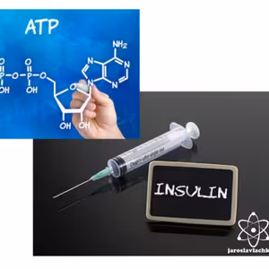 Epigenetika #4 Inzulín a ATP ako Biologický polovodič