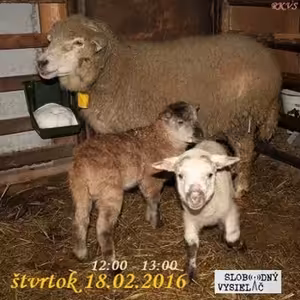 Motorové myši 60 - 2016-02-18 Hospodárov rok…