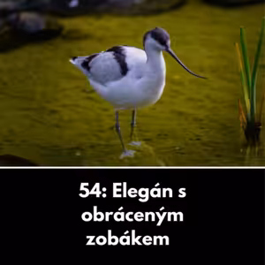 54: Elegán s obráceným zobákem