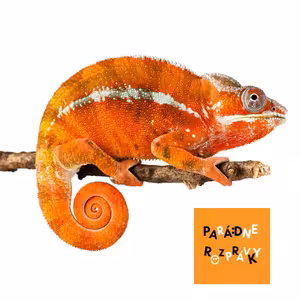 #32 Ako chameleón farby hľadal