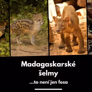 19: Záhadné šelmy Madagaskaru