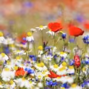 HOROSKOPY: Vodnáři, s partnerem naleznete společnou řeč. Večer byste měli strávit pouze spolu