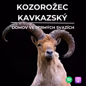 71: Domov ve strmých svazích | Kozorožec kavkazský