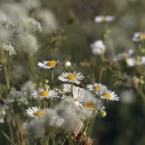 Streda po 1. pôstnej nedeli