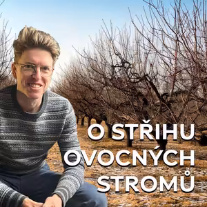 O střihu ovocných stromů