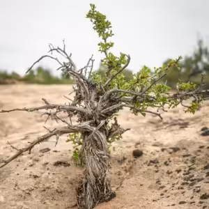 15) Proutek z pařezu