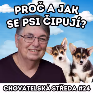 👩‍⚕️ Proč a jak se psi ČIPUJÍ? 👩‍⚕️ | Chovatelská středa #24