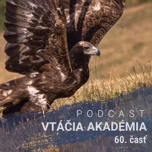 Prečo si ďateľ neublíži, keď ďobe do stromu?