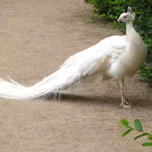 Zvestovanie Pána (preložená slávnosť)