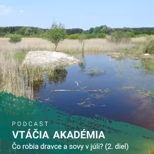 Čo robia dravce a sovy v júli? (2. diel)