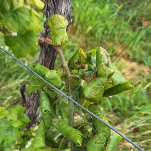 December 2025 priniesol zlé správy pre vinohradníkov