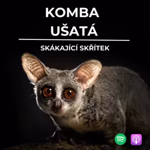 73: Skákající skřítek | Komba ušatá