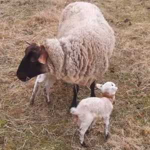 #16: Pastva v sadech